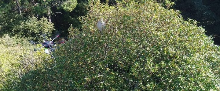 Aerocamaras impulsa el uso de drones para exterminar nidos de avispa velutina